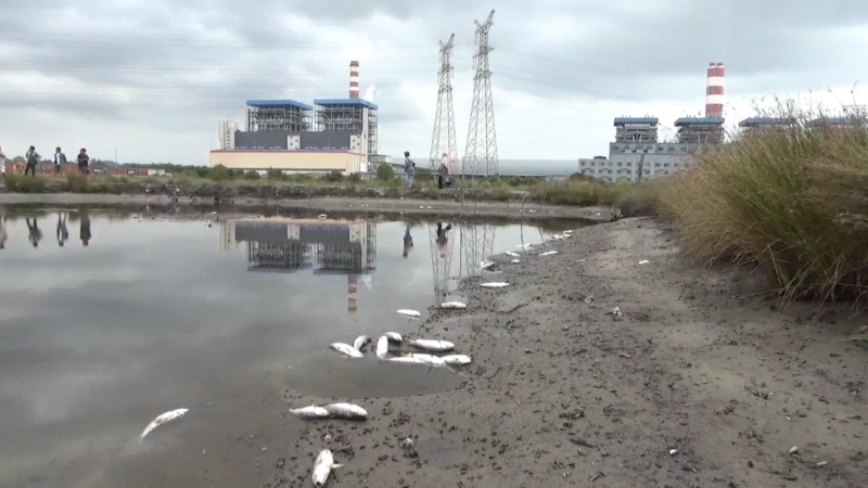 Ratusan ikan mati di tambak warga Desa Tani Indah, Kecamatan Kapoiala Baru, Kabupaten Konawe, Sulawesi Tenggara (Foto: Fadli Aksar)