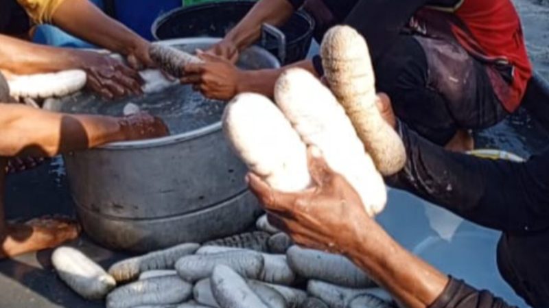 Teripang Australia berukuran besar hasil tangkapan nelayan Desa Torokeku, Konawe Selatan, Sulawesi Tenggara di laut Australia. (Foto: nelayan Torokeku)