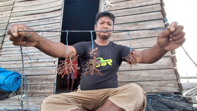 Albar (44), petani di Desa Bungin Permai menunjukkan bibit rumput laut yang siap dibentangkan. (Foto: Fadli Aksar)